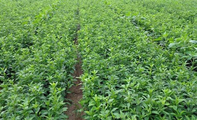 白术种苗回收鲜白术