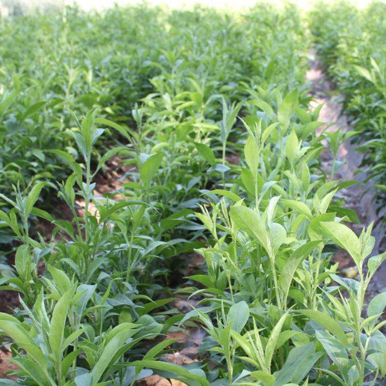 中药材白术种苗抗病虫害