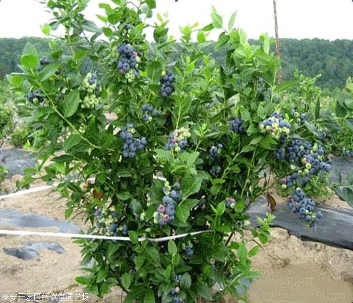 2,提供蓝莓苗种植技术服务,蓝莓苗栽种,剪枝,打药等管理技术咨询.