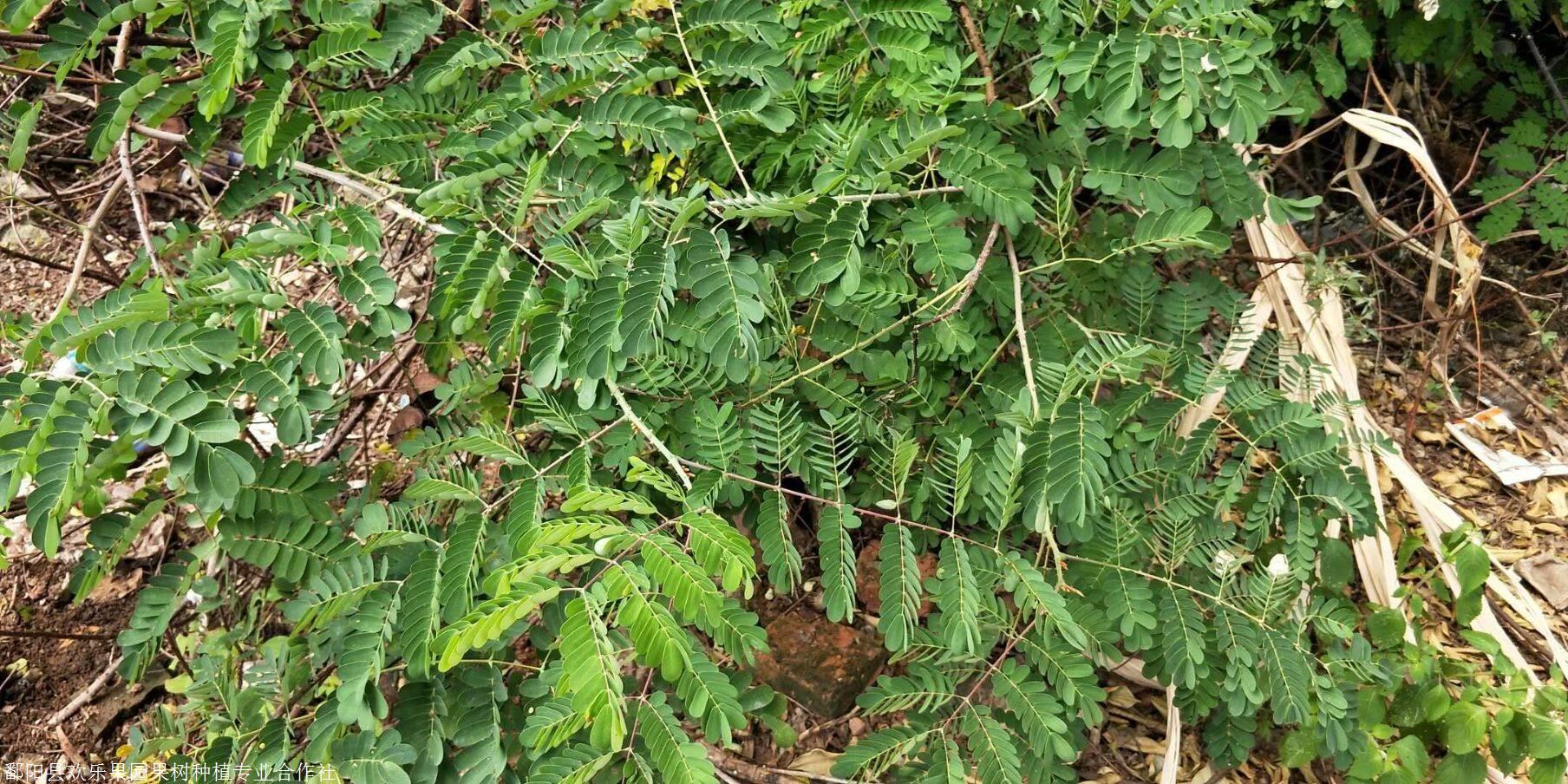 江西斗米虫斗米虫如何人工繁殖斗米虫苗批发