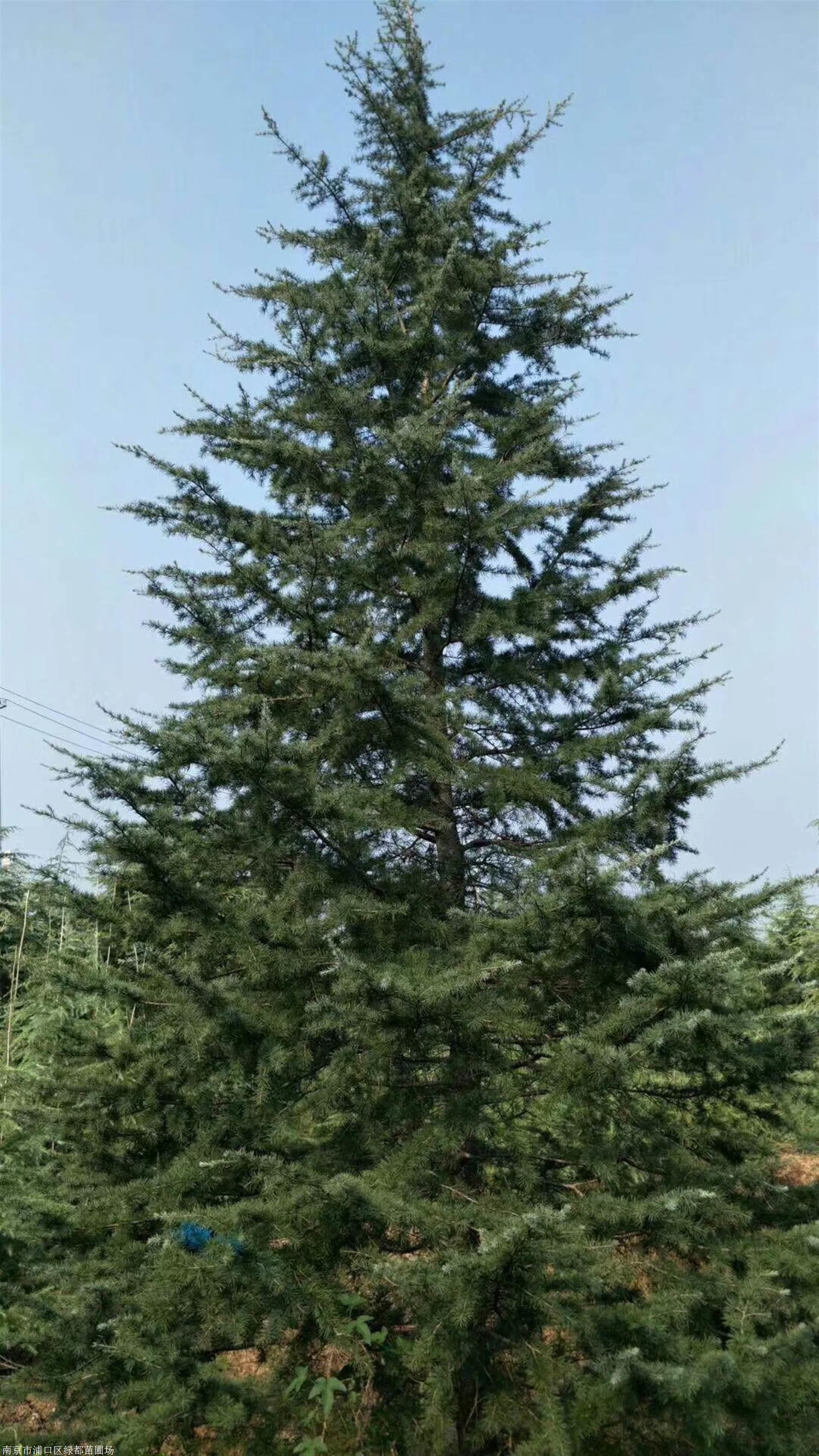 雪松 雪松基地 南京5米雪松价格 南京绿都苗圃场