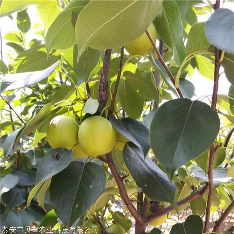 新梨七号梨树苗几月份成熟 梨树苗栽植时间