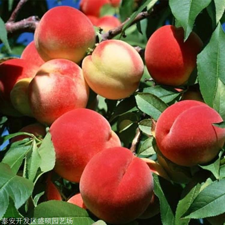 早熟桃树苗新品种夏甜桃树苗多少钱一棵