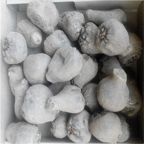 马关魔芋种子 景洪珠芽魔芋种子 魔芋种子厂家热线