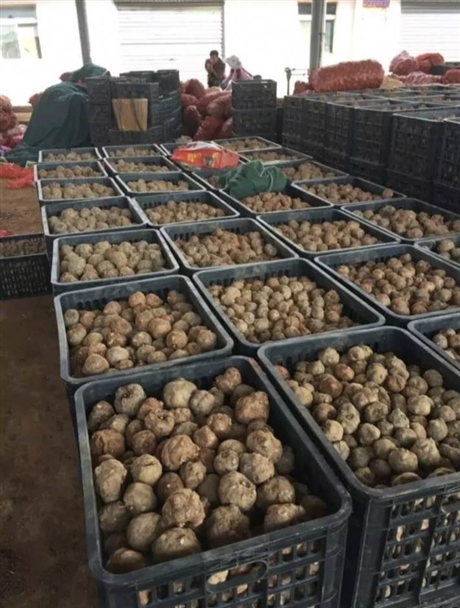 四川泸州花魔芋种子大量批发