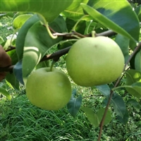 批发梨树苗 梨树的育苗方法与流程种植时间