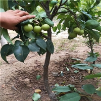 一亩嫁接秋月梨树苗多少钱 梨树的育苗方法与流程种植时间