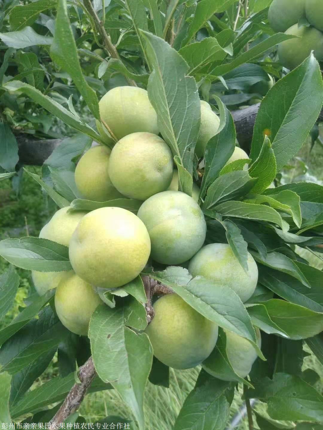 重庆特晚熟李子树苗-特晚熟李子树苗价格-特晚熟李子树苗新品种