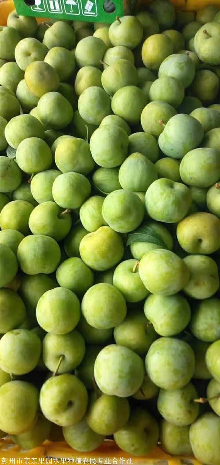 湖北晚熟李子苗-晚熟李子苗基地直销-晚熟李子苗哪里有卖