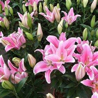 高价回收化工原料树脂颜料香精橡