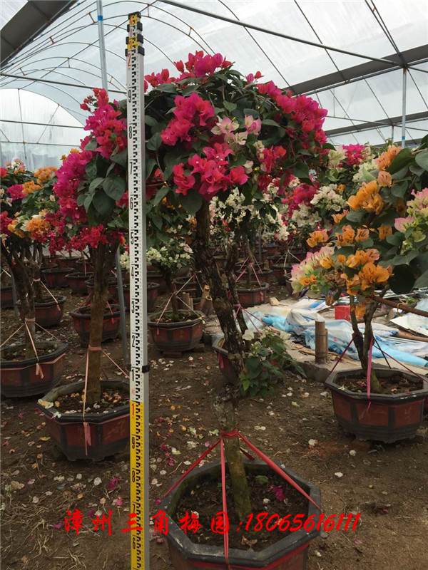 多色花三角梅 高度190CM-250CM