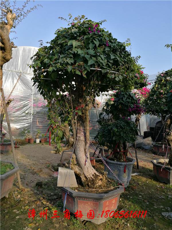 多色花三角梅 高度240CM-300CM