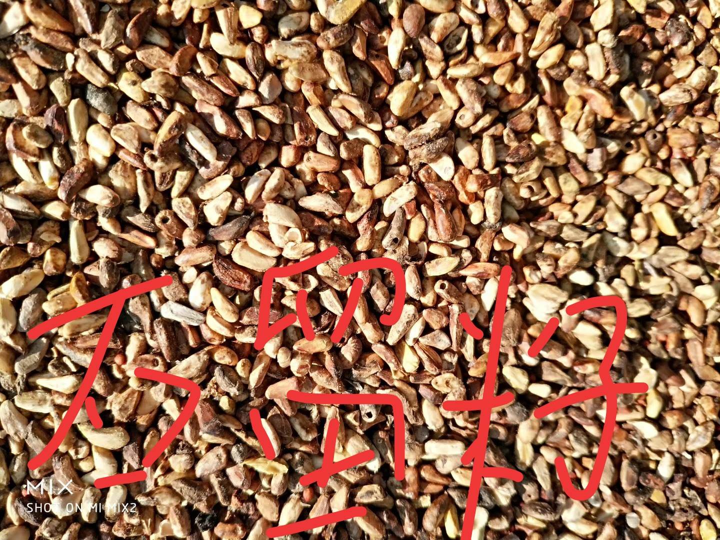 石榴籽多少钱一斤