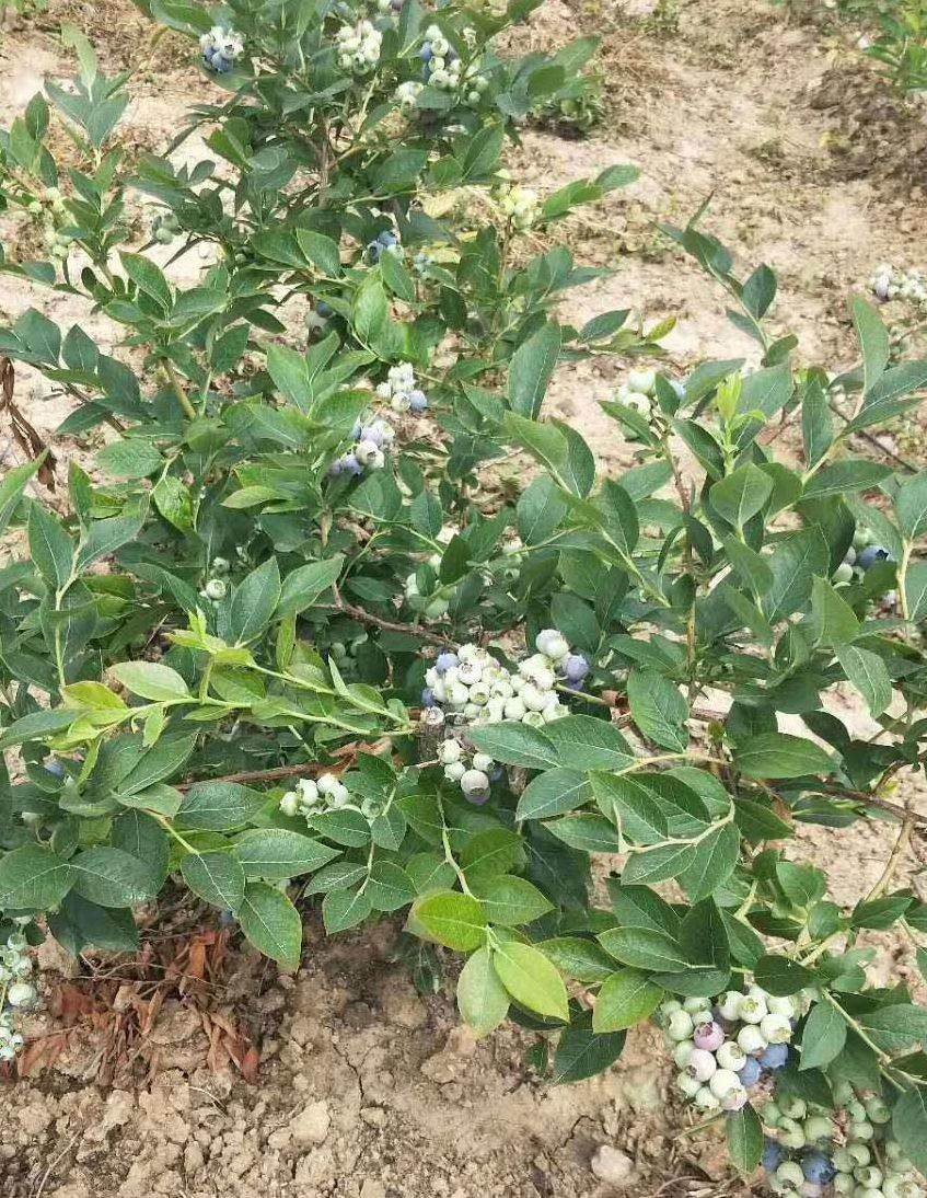 蓝莓苗基地 一亩地种植多少棵蓝莓苗 蓝莓苗价格供应