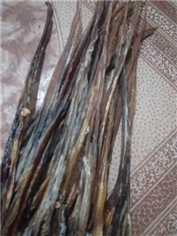 中药材批发零售蛇鞭今日报价   蛇鞭一条的价格