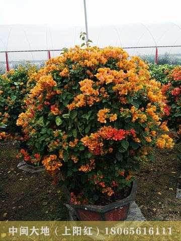 多色花三角梅球1.5米球状