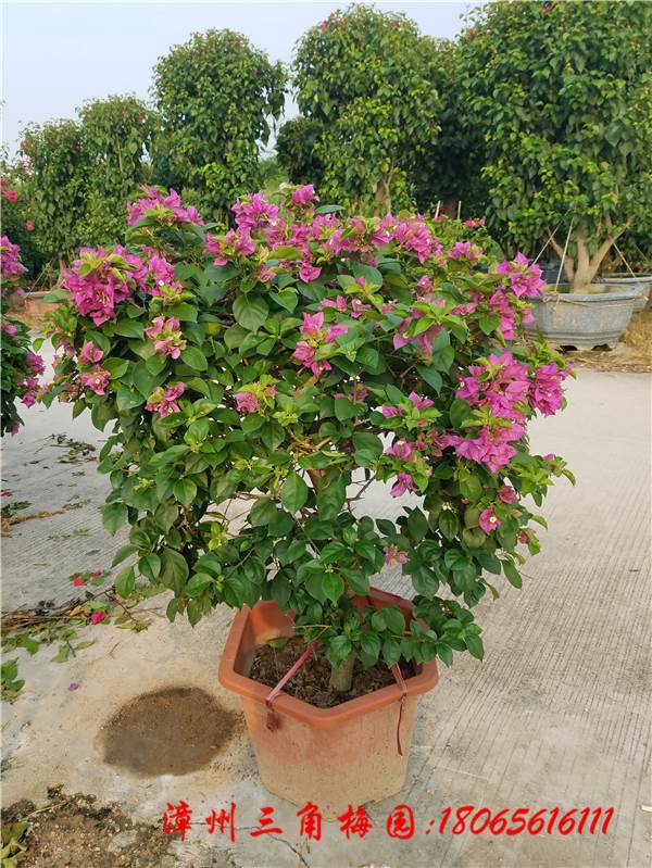 紫色花三角梅球 高度50 80CM 上等
