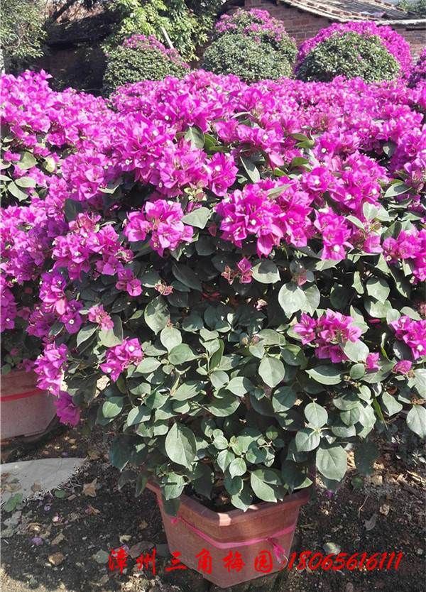 紫色花三角梅球 高度80 110CM