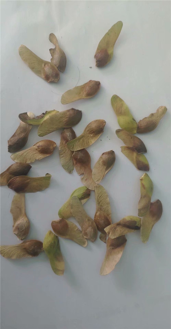 辽宁省今年新采五角枫种子