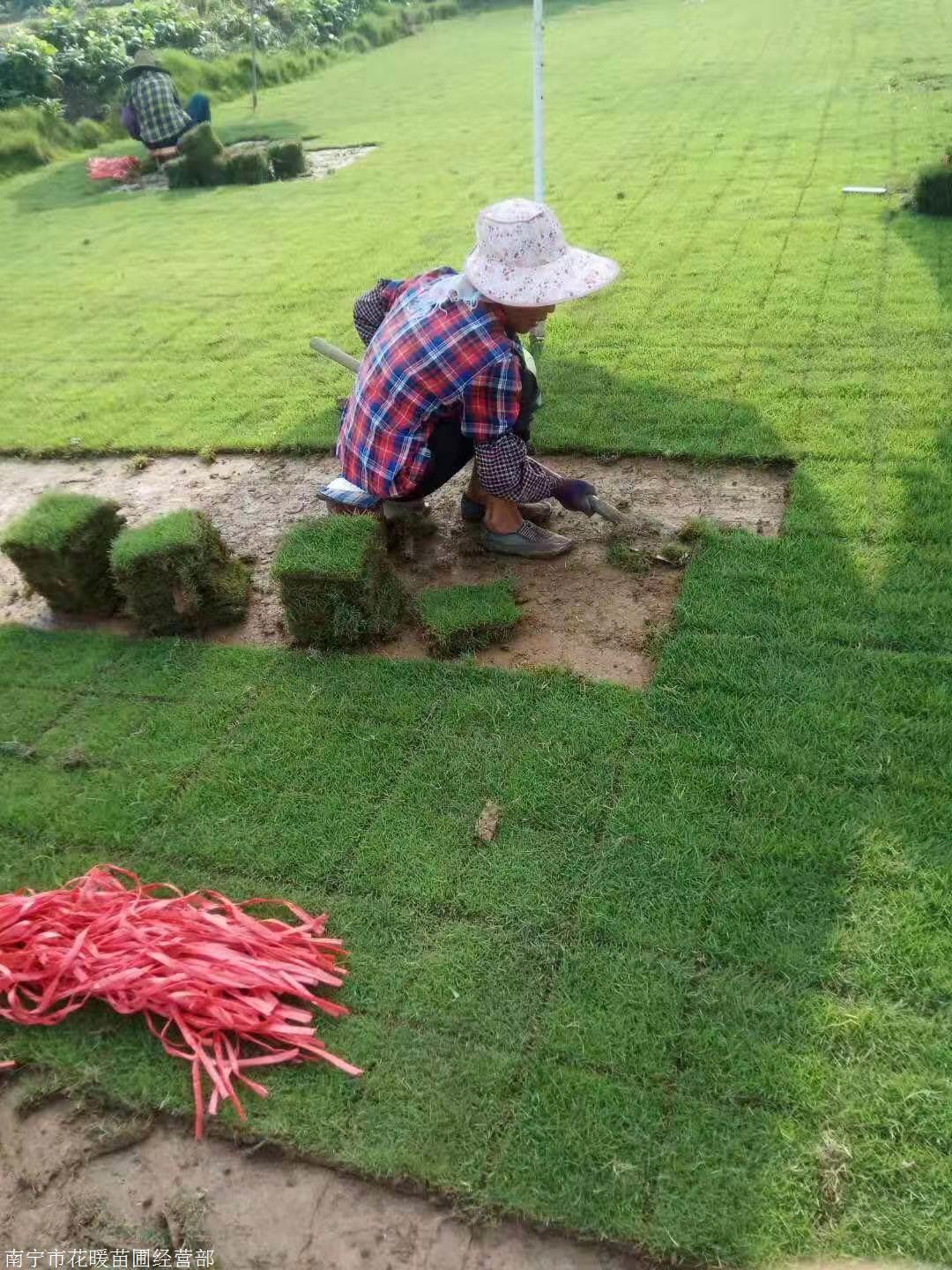 鋪種馬尼拉草皮的準備措施:整地和土壤管理