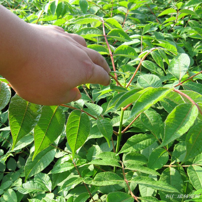 出售黄柏苗辽宁黄柏树苗黄柏小苗价格