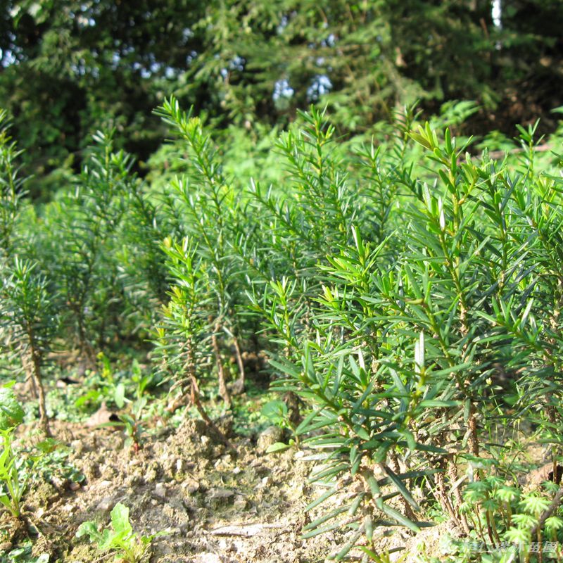 辽宁东北红豆杉苗红豆杉树苗批发东北红豆杉苗价格5060cm高