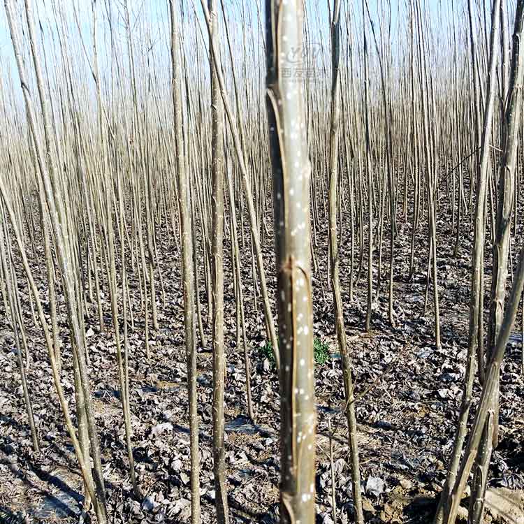 白杨树苗批发107杨树苗价格107速生杨树苗