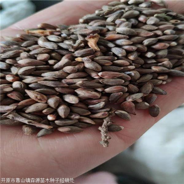 温州侧柏种子多少钱