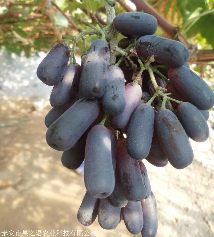 甜蜜藍寶石葡萄苗價格實惠甜蜜藍寶石葡萄苗培育基地