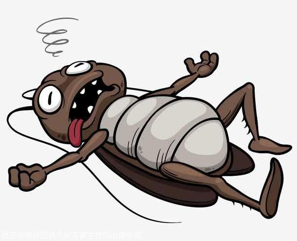 西安灭蟑螂,安去无污染杀蟑螂,24小时灭蟑螂公司