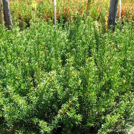 河北东北红豆杉树苗产地直销乔木红豆杉苗耐寒品种