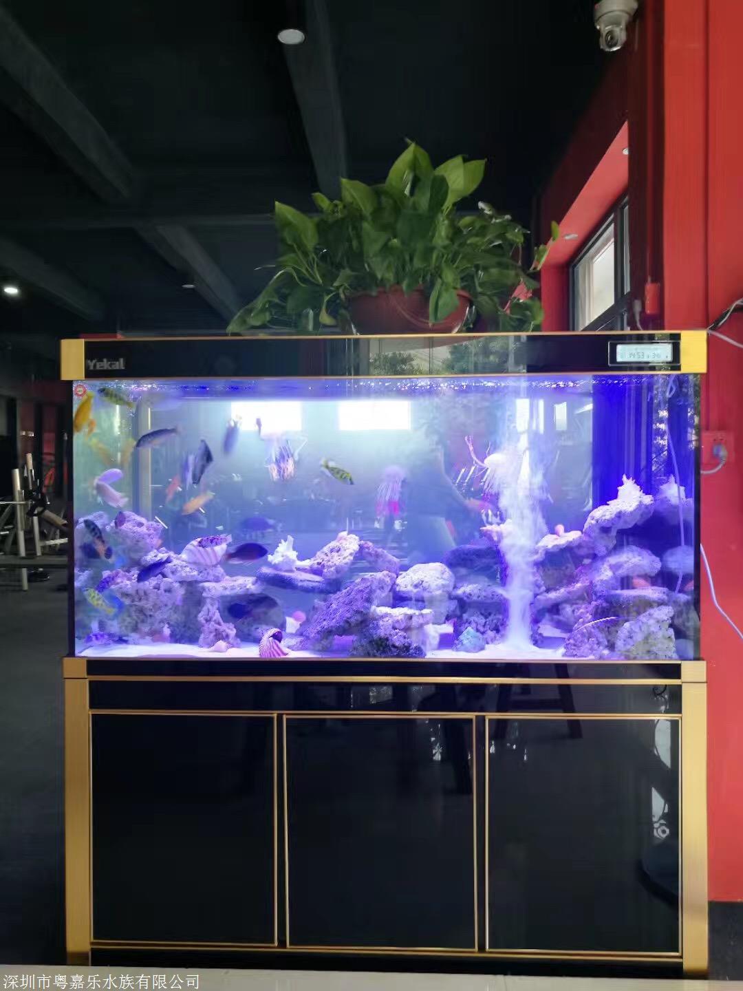 深圳定做魚缸觀賞生態水族箱超白玻璃家庭辦公室等魚缸底過濾