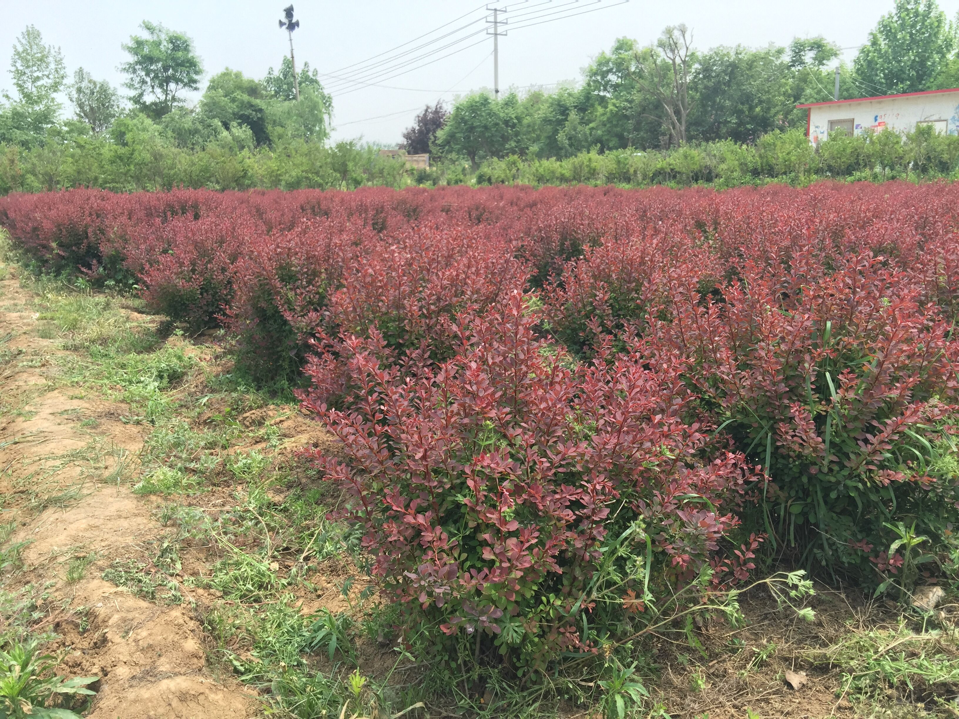 苗圃基地常年供应红花继木球,冠幅20-100公分规格齐全