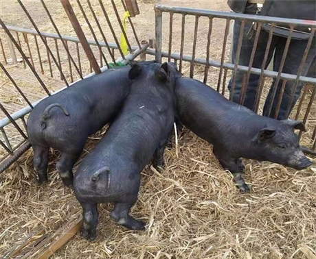纯种苏太母猪好育种二元母猪高产母猪批发