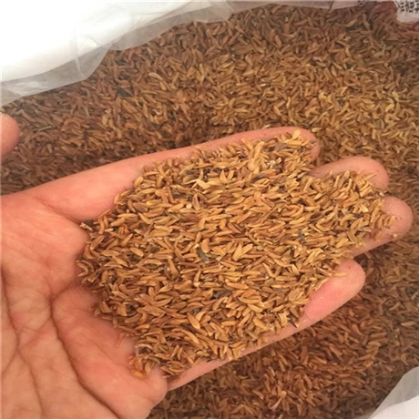 迎春花种子,宿迁迎春花种子厂家报价