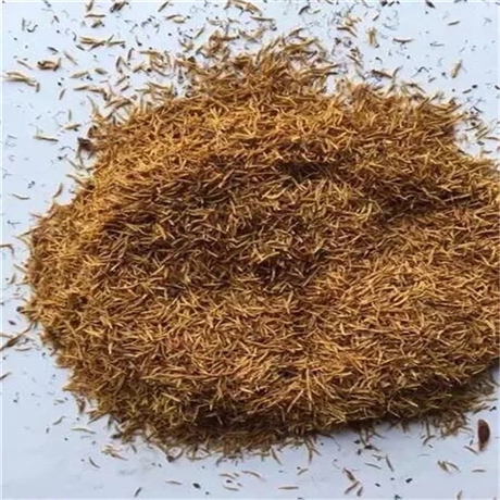 厦门迎春花种子厂家批发直销