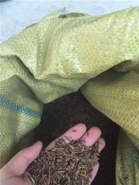 铁岭市红丁香种子新货批发