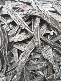 水蛭2019价格供应