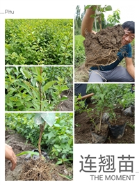 三年生连翘苗价格  出售1年2年3年生药用连翘苗