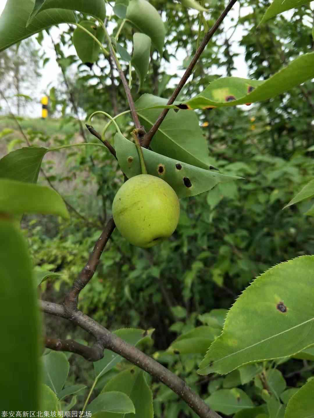 3年梨樹苗實生苗4年梨樹苗預售價格