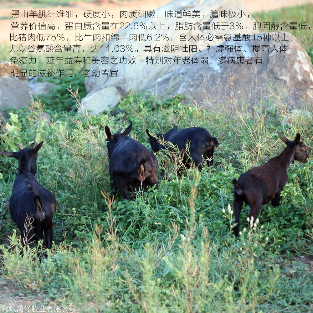 黑山羊养殖注意事项