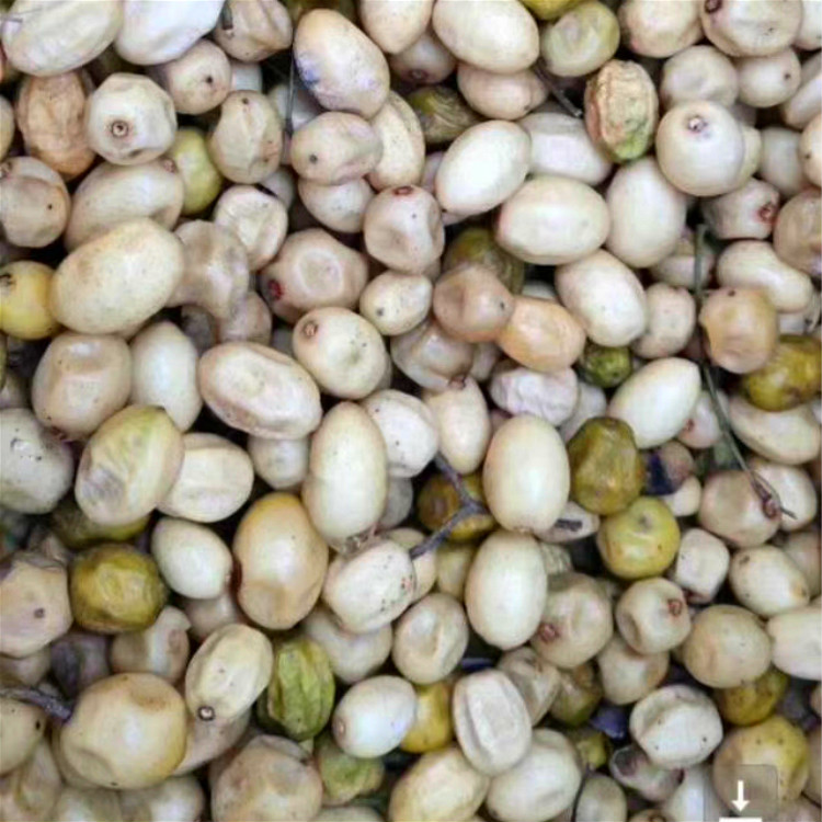 112公分苦楝树苗木批发苦楝树种子产地供应