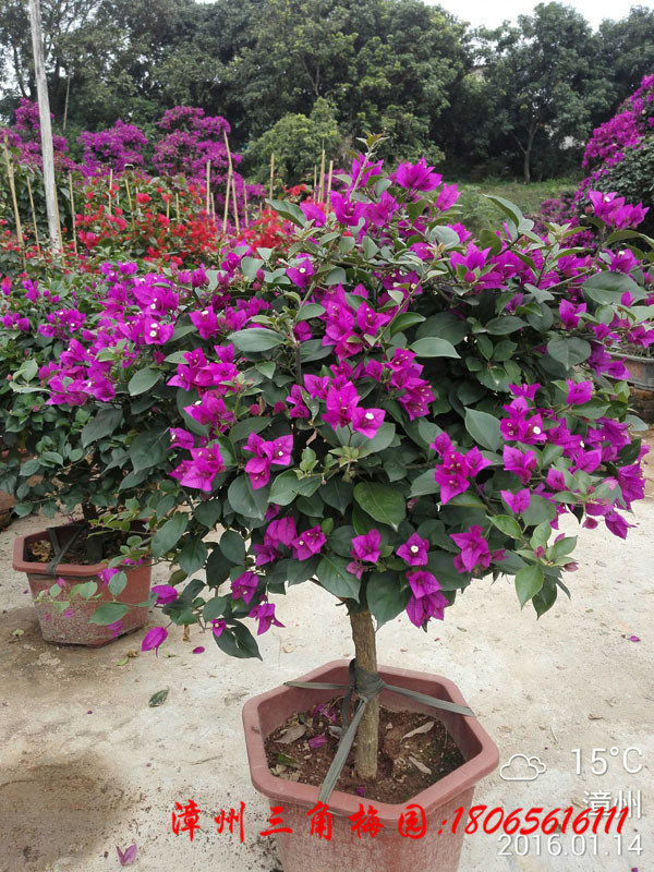 紫色花三角梅球 高度50/80CM 下等
