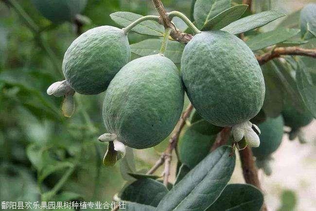 欢乐果园斐济果清香果厂家欢迎选购