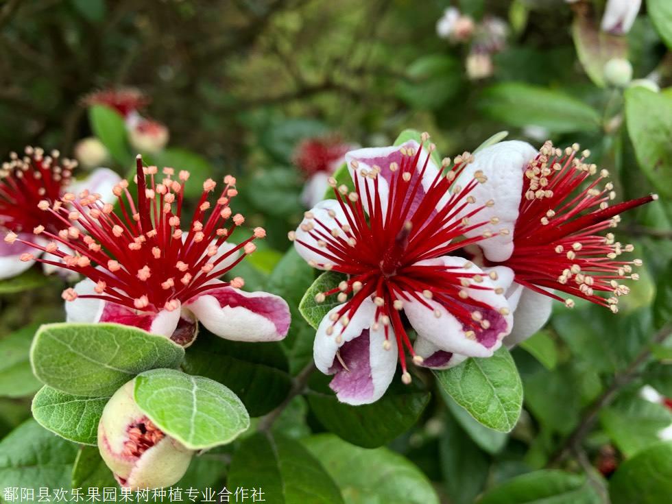 欢乐果园斐济果清香果厂家欢迎选购