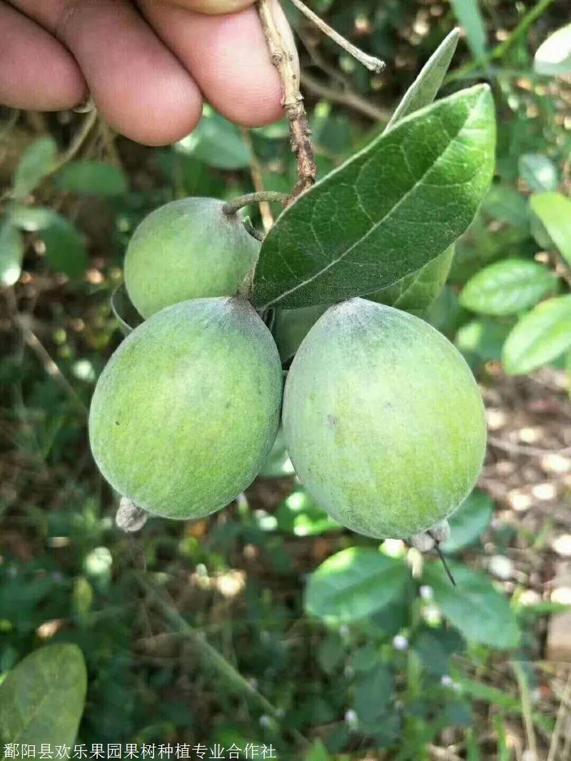 欢乐果园斐济果清香果厂家欢迎选购