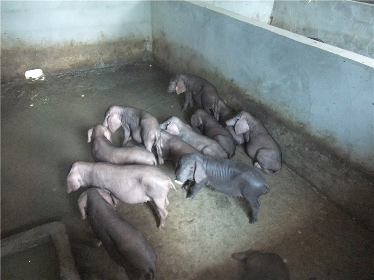 四川太湖母猪养殖基地图片