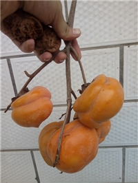 柿子树种植3年可以结果见收益，甜柿苗2年苗