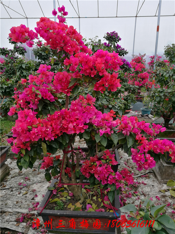 红色花三角梅盆景 高度150-200CM