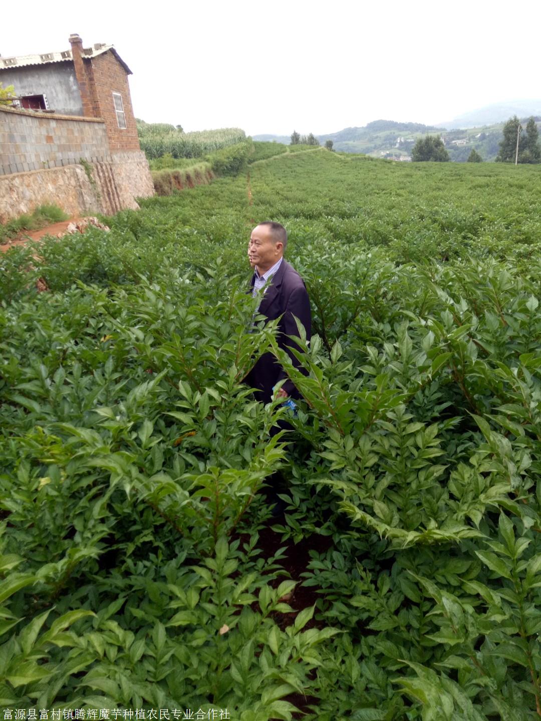 魔芋种植基地 珠芽魔芋种子